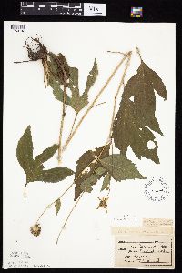 Rudbeckia laciniata var. laciniata image