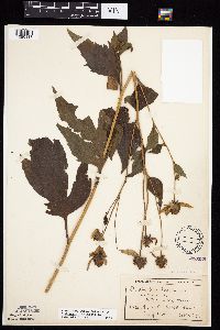 Rudbeckia laciniata var. laciniata image