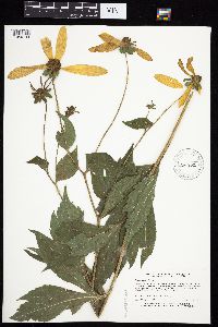 Rudbeckia laciniata var. laciniata image