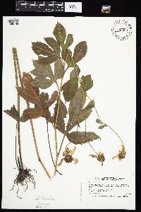 Rudbeckia laciniata image