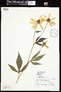 Rudbeckia laciniata var. laciniata image