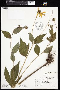 Rudbeckia laciniata var. laciniata image