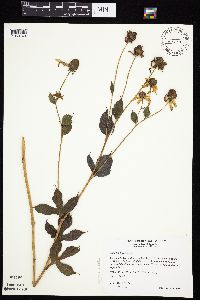 Rudbeckia laciniata var. laciniata image