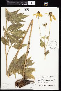 Rudbeckia laciniata var. laciniata image
