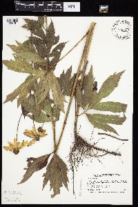 Rudbeckia laciniata image