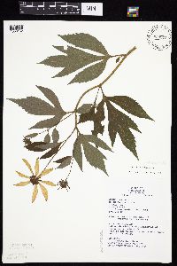 Rudbeckia laciniata image