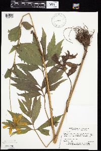 Rudbeckia laciniata image