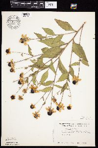 Rudbeckia triloba image