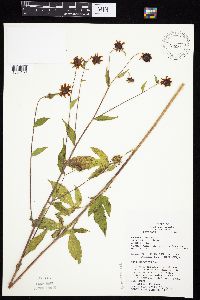 Rudbeckia triloba image