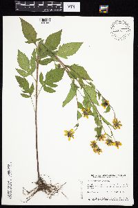 Rudbeckia triloba image