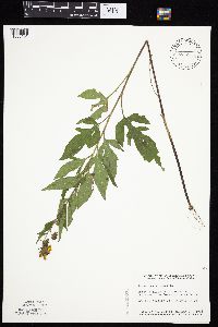 Rudbeckia triloba image