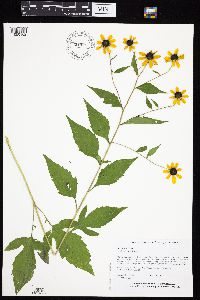 Rudbeckia triloba image