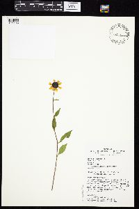 Media resource of Rudbeckia triloba