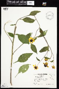 Rudbeckia triloba image