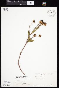 Rudbeckia triloba image