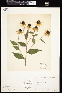 Rudbeckia triloba image