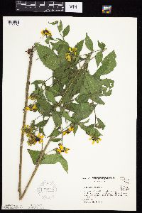 Rudbeckia triloba image