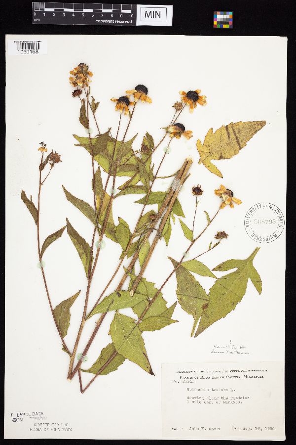 Rudbeckia triloba image