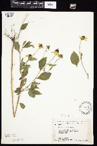 Rudbeckia triloba image