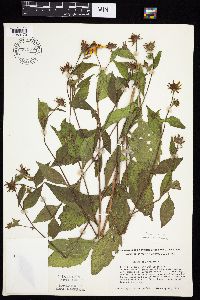 Rudbeckia triloba image