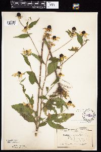 Rudbeckia triloba image