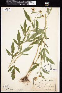 Rudbeckia triloba image