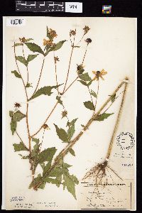 Rudbeckia triloba image