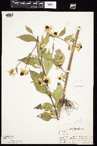 Rudbeckia triloba image