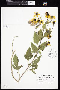 Rudbeckia triloba image
