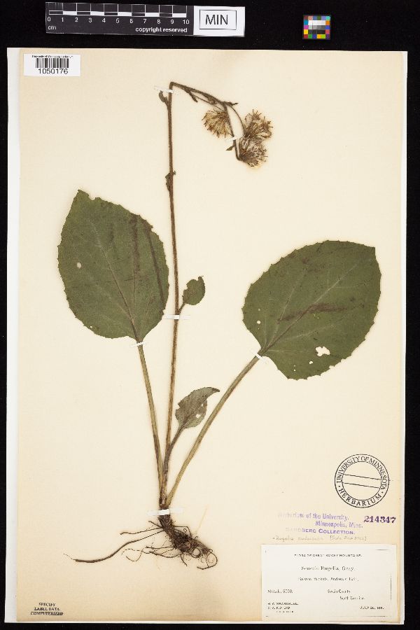 Rugelia nudicaulis image