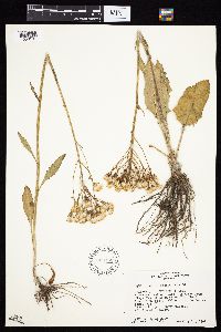 Media resource of Senecio aronicoides