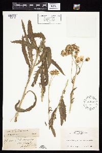 Media resource of Senecio clarkianus