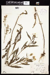 Senecio eremophilus image