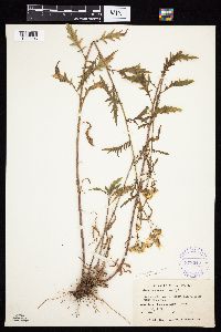 Senecio eremophilus image