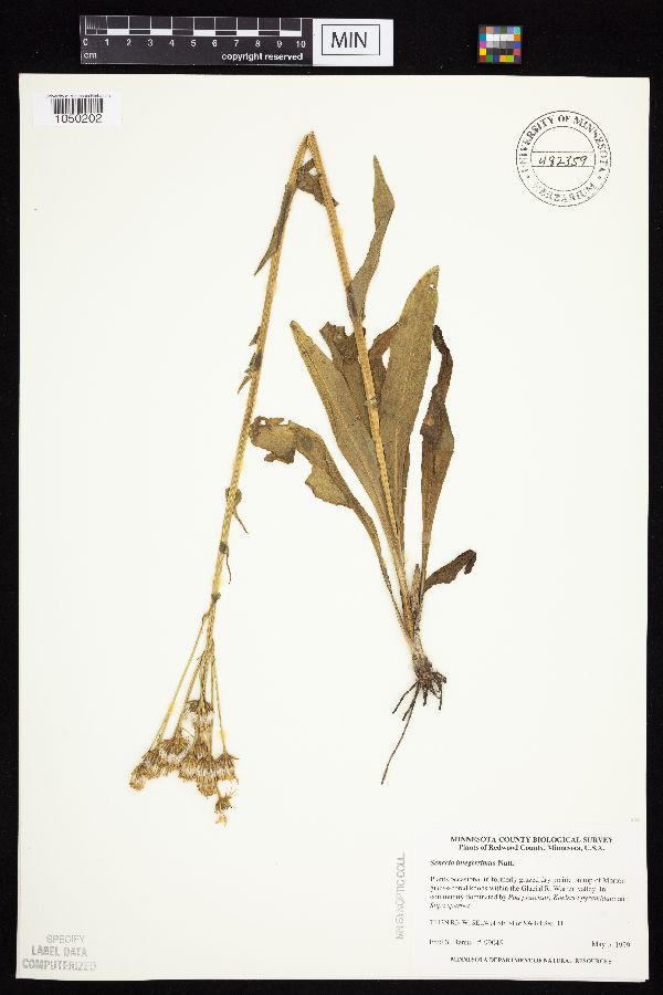 Senecio integerrimus image