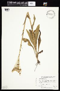 Senecio integerrimus var. integerrimus image