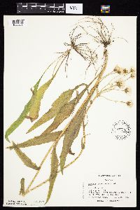 Senecio integerrimus var. integerrimus image