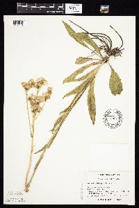 Senecio integerrimus var. integerrimus image