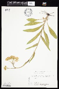 Senecio integerrimus var. integerrimus image