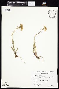 Senecio integerrimus var. integerrimus image