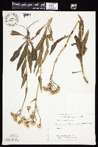 Senecio integerrimus var. integerrimus image