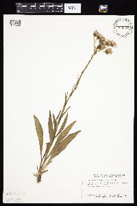 Senecio integerrimus image
