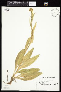 Senecio integerrimus image