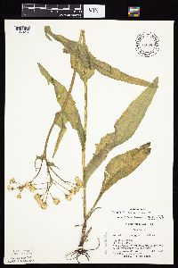 Senecio integerrimus var. integerrimus image