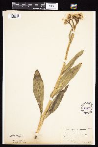 Senecio integerrimus var. integerrimus image