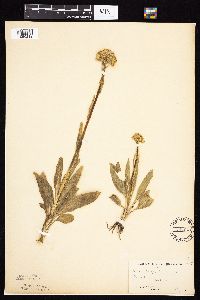 Senecio integerrimus var. integerrimus image