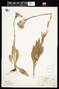 Senecio integerrimus var. integerrimus image