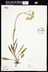 Senecio integerrimus var. integerrimus image