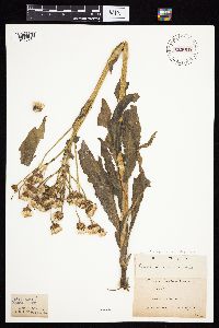 Senecio integerrimus var. integerrimus image