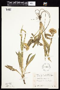 Senecio integerrimus var. integerrimus image
